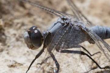 Closeup on a blue colored male Southern skimmer, Orthetrum brunneum, sitting on the ground in bright sunlight