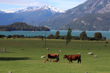 cows grazing in the mountains