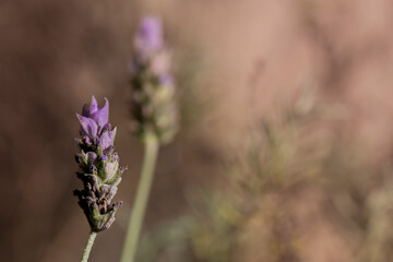 Planta Lavanda, nome científico: Lavandula