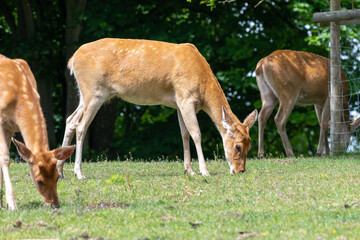 Naklejka na ściany i meble Close up of a barasingha (rucervus duvaucelii) deer grazing