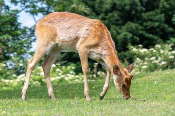 Naklejka na ściany i meble Close up of a barasingha (rucervus duvaucelii) deer grazing
