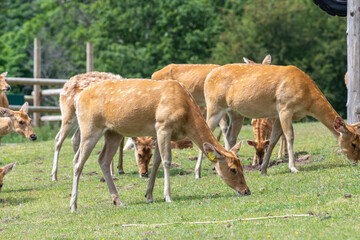 Naklejka na ściany i meble A herd of barasingha (rucervus duvaucelii) deer grazing