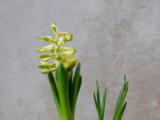 Jacinthe jaune en cours de floraison. Espace texte