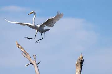 A great egret fully spreads its wings as it makes a landing on a dead tree branch. Details of its talons and feathers can be seen