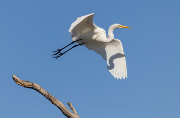 Great Egret in Flight. A white egret takes flight from a dead tree limb. His full wingspan on display