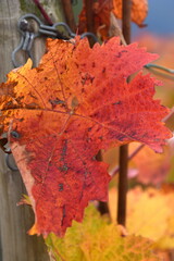 Leuchtend rotes Weinrebenblatt im Herbst