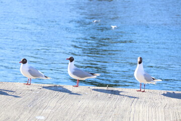 seagulls on the pier