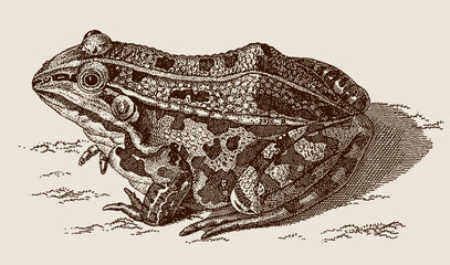 Naklejka premium Edible frog pelophylax esculentus sitting on the ground, after antique copperplate from 18th century