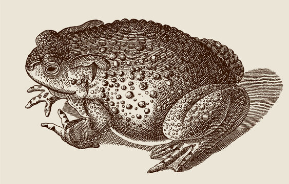 Common toad bufo in top view sitting on the ground, after antique copperplate from 18th century