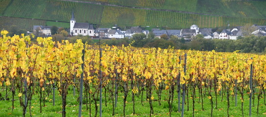 Obraz premium Herbstlicher Weinberg an der Mosel