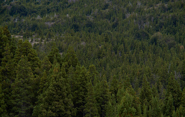 Pine forest of Chilean Argentine Patagonia