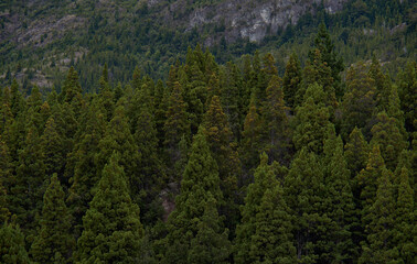 Pine forest of Chilean Argentine Patagonia
