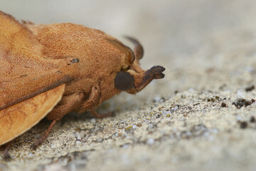 Closeup on the oak lutestring Drepanidae moth, Cymatophorina diluta, sitting on wood