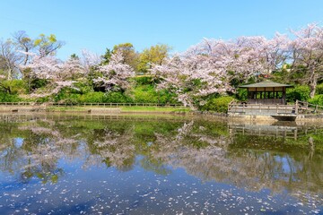 刈谷市　亀城公園の満開の桜