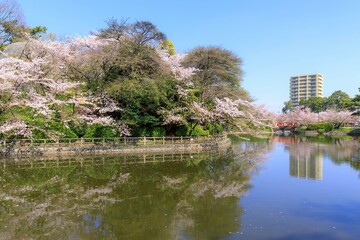 Obraz premium 刈谷市 亀城公園の満開の桜