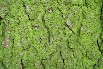 Green moss on rind of tree