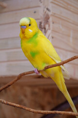 Parrot with yellow and green feathers sits on a branch