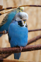 Beautiful parrot with yellow beak, blue, black and white feathers