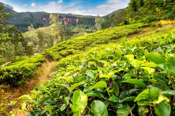 Fototapeta na wymiar Tea plantations in Sri Lanka