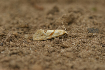 Closeup on a small colorful Smeathmann's micro tortrix moth, Aethes smeathmanniana sitting on wood