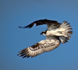 Osprey in flight
