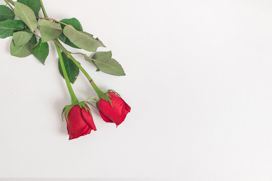 Hermosas rosas y petalos para obsequiar con amor