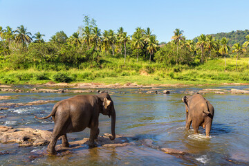 Herd of elephants in Sri Lanka