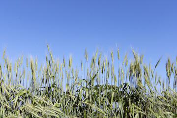 Naklejka premium fresh green barley or jau for organic farming and beverage and food industry,barley field. 