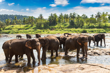 Herd of elephants in Sri Lanka