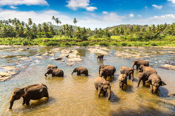 Herd of elephants in Sri Lanka