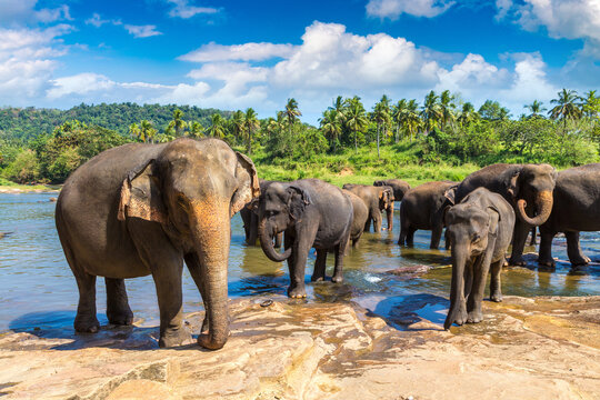 Herd of elephants in Sri Lanka - Powered by Adobe