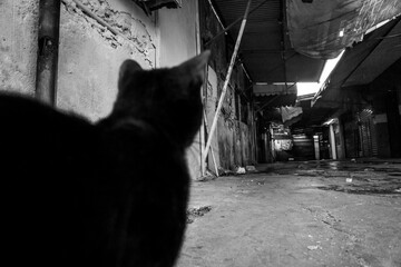 cat on the street