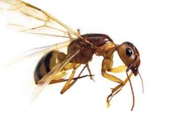 ant isolated on white