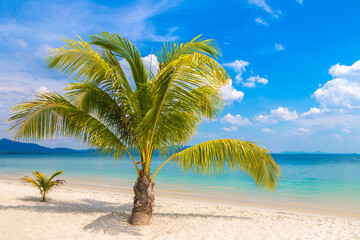 Fototapeta premium Single palm tree on beach