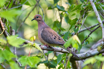 The mourning dove on the tree