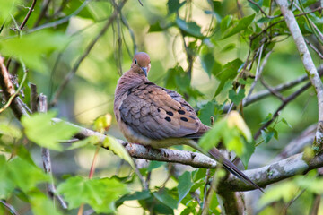 The mourning dove on the tree