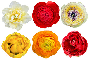 PNG spring flower head isolated tulip ranunculus