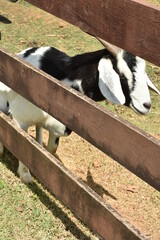 black and white cows