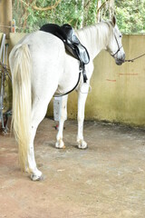 white horse in the field