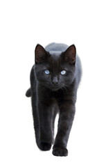Black cat with blue eyes cat walking isolated on white Front view
