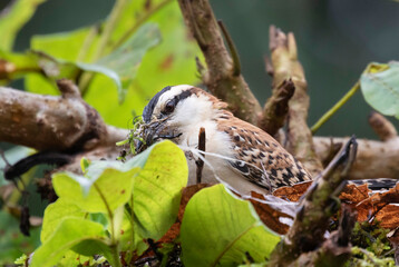 The rufous-backed wren (Campylorhynchus capistratus) building its nest, Costa Rica