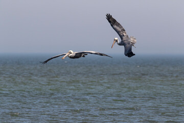 Couple of  brown pelicans (Pelecanus occidentalis) in flight,  Texas, USA