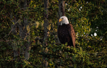 A bald eagle fishing in Maine 