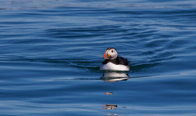 Atlantic Puffin off the coast of Maine