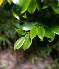 the leaves stand out in the middle of a forest