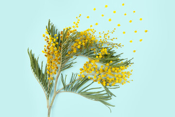 Levitating flowers composition. Mimosa flowers on blue background. Spring concept. Flat lay, top view