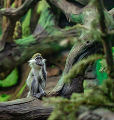 A green monkey (CHLOROCEBUS SABAEUS) in the primate enclosure of the city zoo. The concept of animal protection.