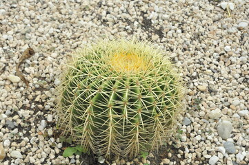 close up of cactus