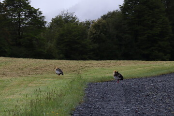 walking in the park