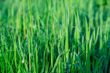 Obraz premium Green grass is covered with dew in the morning. Green natural background from grass.